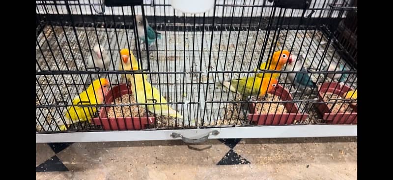 LoveBird Creamino Albino Letino Parblue Opline Decino Love Bird 2