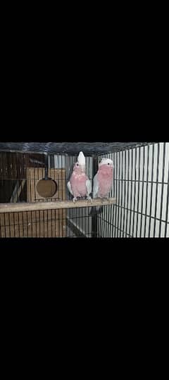 galah cockatoo pair