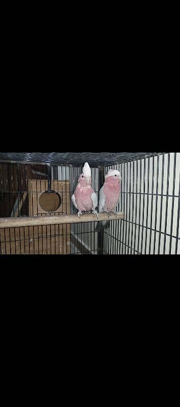 galah cockatoo pair 0