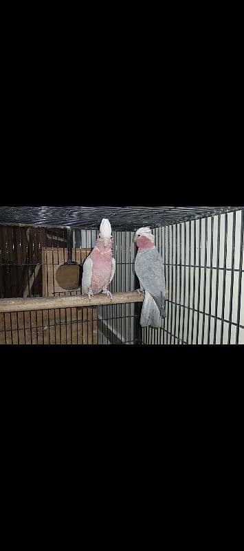 galah cockatoo pair 1