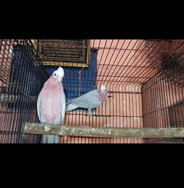 galah cockatoo pair 3