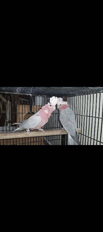 galah cockatoo pair 4