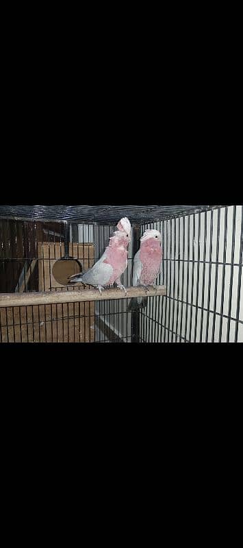 galah cockatoo pair 5