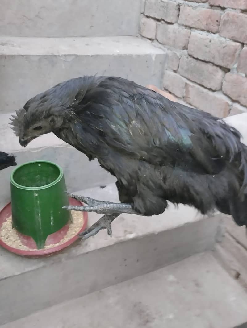 ayam cemani grey tongue male 0