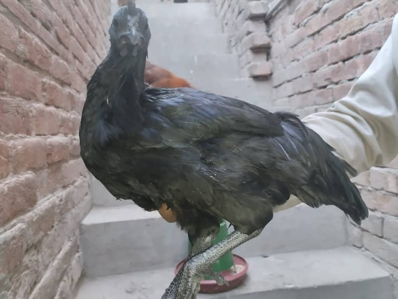 ayam cemani grey tongue male 1