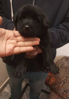 Labrador puppies