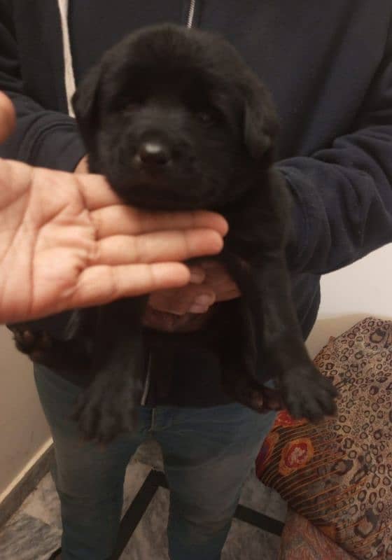 Labrador puppies 0