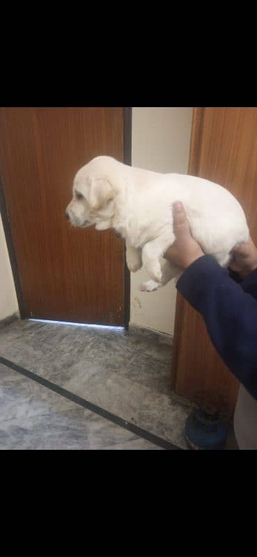 Labrador puppies 1