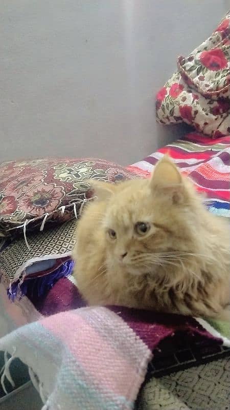 double coat beautiful male Persian cat 3