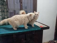 Breeder Persian Cat Pair Fawn color