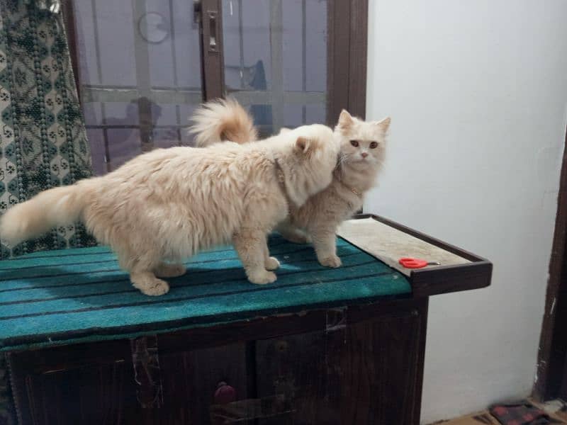 Breeder Persian Cat Pair Fawn color 0