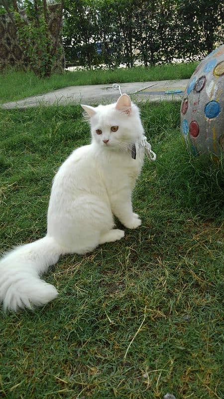 beautiful white Persian female cat. 0