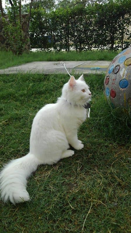 beautiful white Persian female cat. 1