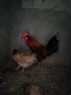 Desi hens pair