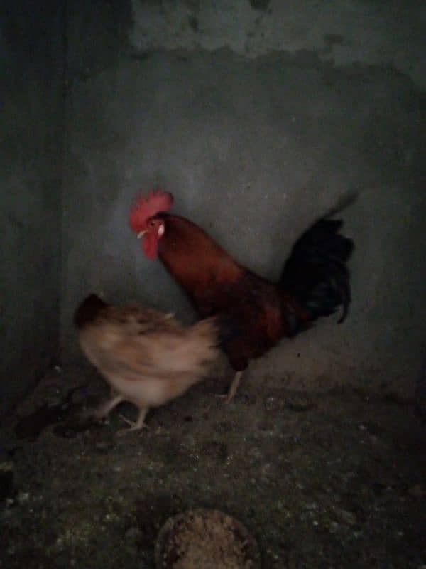 Desi hens pair 0