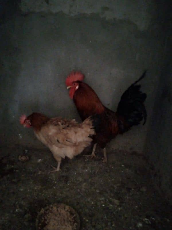 Desi hens pair 1