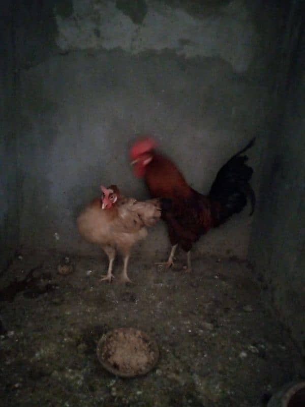 Desi hens pair 2