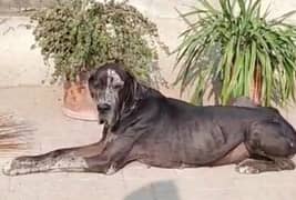 Great Dane  pair pedigree