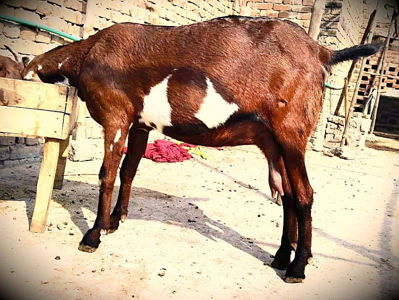 4 MAH SE ZIADA KI GABBAN NAGRI BAKRI FOR SALE 0