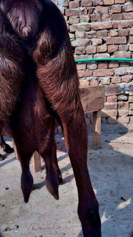 4 MAH SE ZIADA KI GABBAN NAGRI BAKRI FOR SALE 5