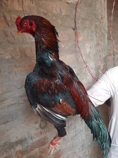 Top quality lakha mianwali bloodline male Available