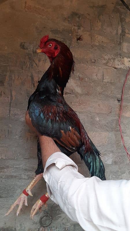 Top quality lakha mianwali bloodline male Available 2