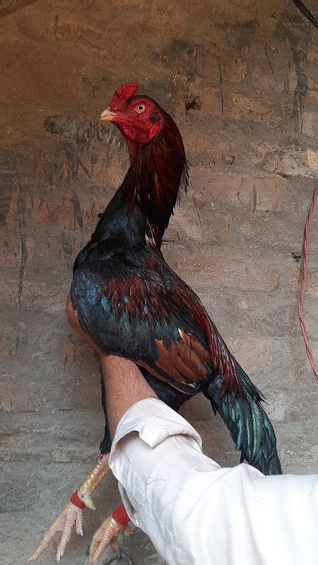 Top quality lakha mianwali bloodline male Available 3