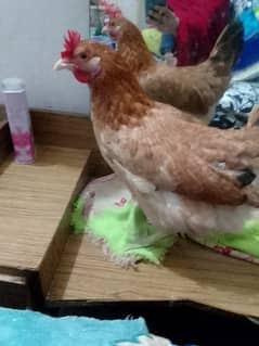 Desi Misri hen ,egg Laying Hen ,starter hen