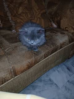 Persian triple coat grey male kitten