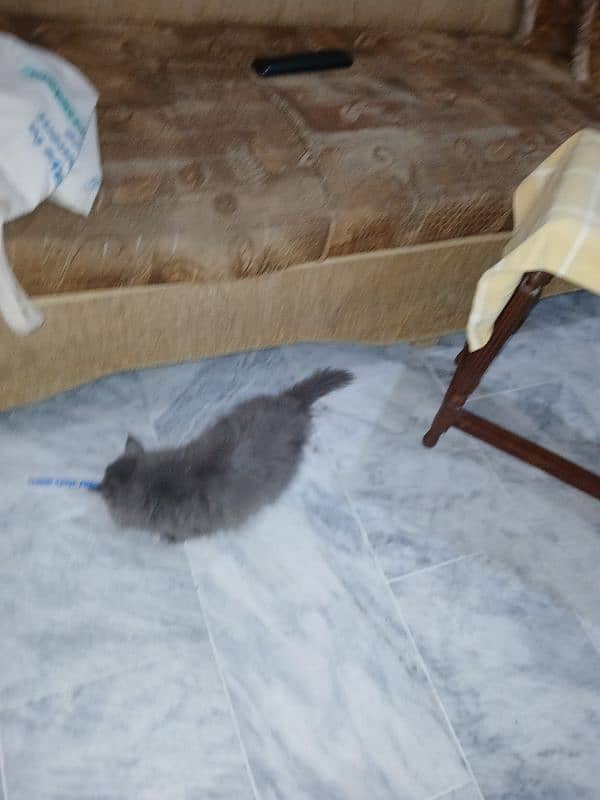 Persian triple coat grey male kitten 1