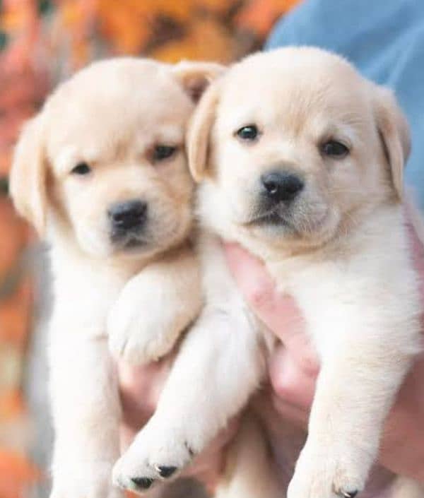 Beautiful Labrador Orignal newborn Puppies 0