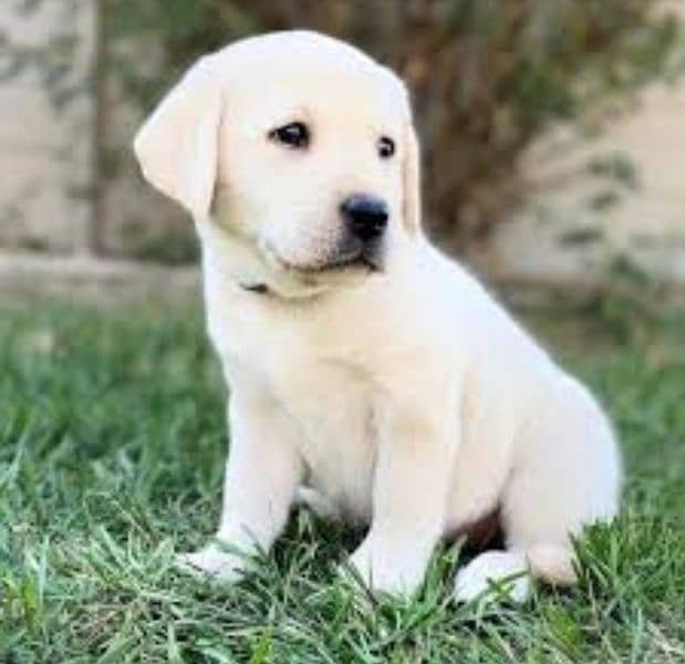 Beautiful Labrador Orignal newborn Puppies 2