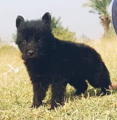 black shepherd long Cout mail 2 mahnt for sale