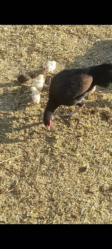 aseel hen mother with chicks 10 0