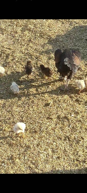 aseel hen mother with chicks 10 1