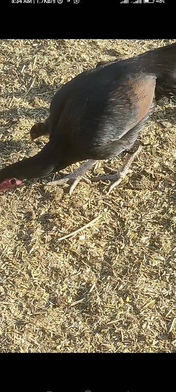 aseel hen mother with chicks 10 2