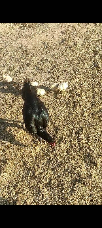 aseel hen mother with chicks 10 3