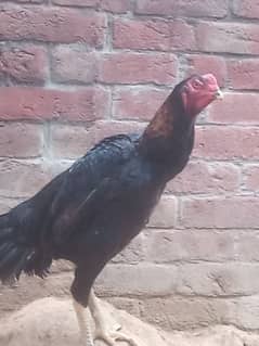 Aseel | Shamoo Aseel | High Quality Shamo | Shamoo Hens For Sale