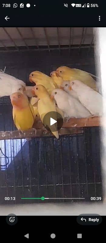 Breeder Lovebirds Setup for Sale 0