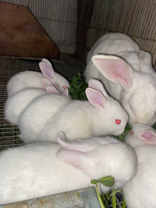 Newzeland white Rabbits bunnies 0