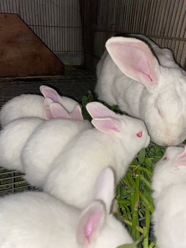 Newzeland white Rabbits bunnies 1