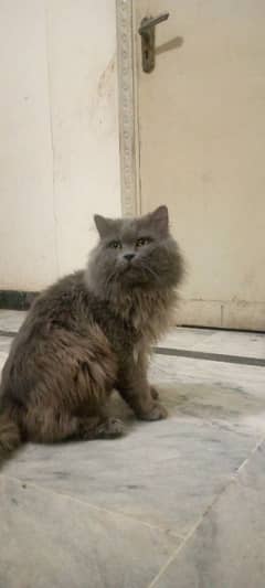 Persian Cat for sale