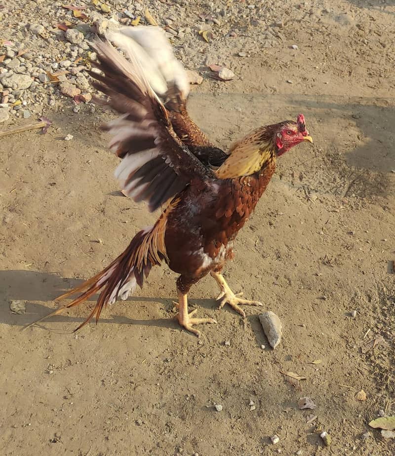 Champion Bloodline Aseel Roosters for Sale! Full ready murga! 2