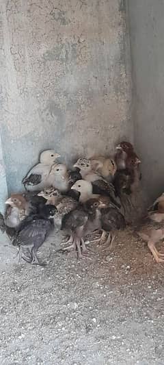 Aseel Mianwali Chicks, Aseel Chicks, Available