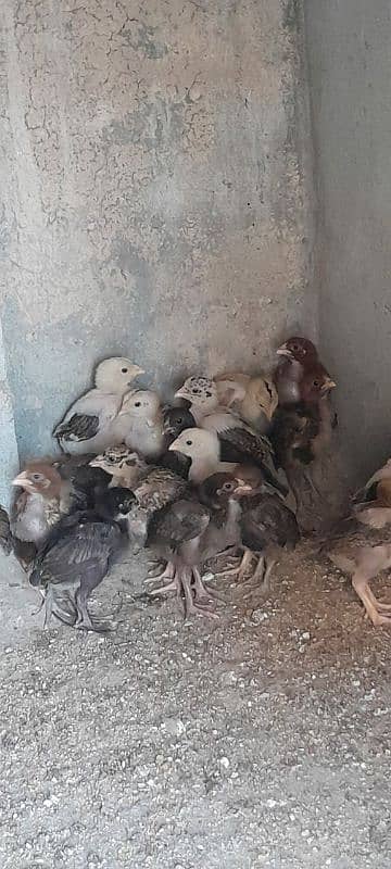 Aseel Mianwali Chicks, Aseel Chicks, Available 0