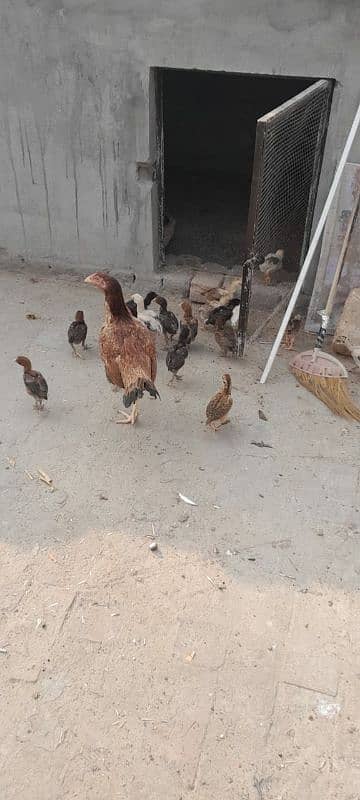 Aseel Mianwali Chicks, Aseel Chicks, Available 1