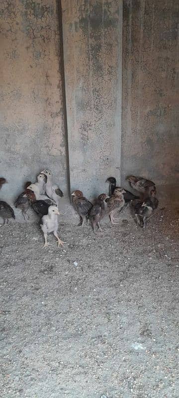 Aseel Mianwali Chicks, Aseel Chicks, Available 2