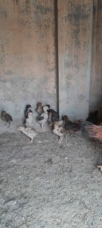 Aseel Mianwali Chicks, Aseel Chicks, Available 3