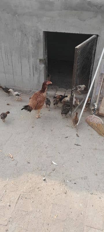 Aseel Mianwali Chicks, Aseel Chicks, Available 4