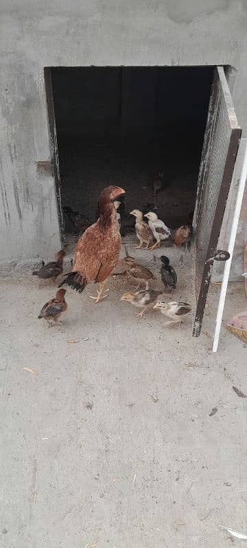 Aseel Mianwali Chicks, Aseel Chicks, Available 5